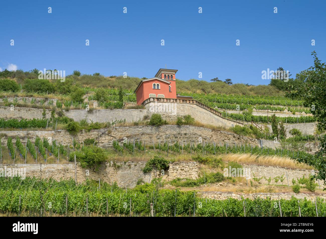 Weinberg zwischen Zeddenbach und Freyburg, Sachsen-Anhalt, Deutschland Stock Photo