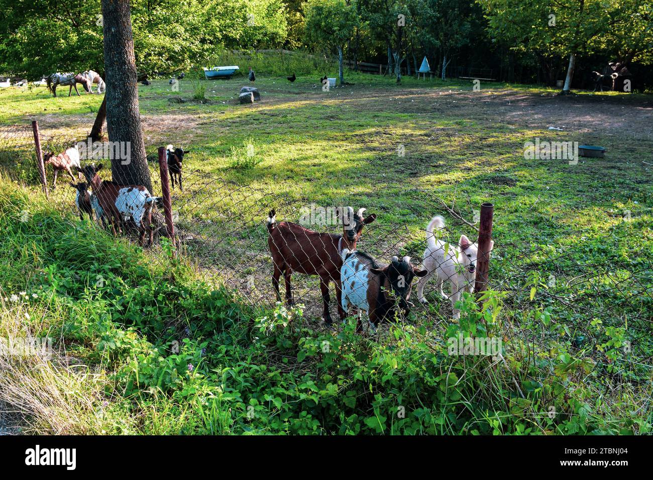 Domestic animals in a wire-fenced country yard. Green grass and old water buckets. The lush greenery around the yard. Stock Photo