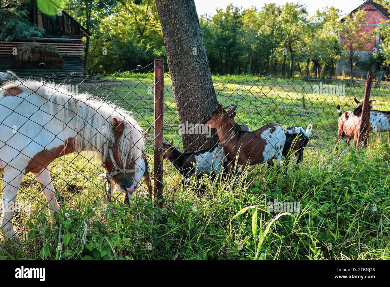 Country yard with many farm animals. Natural food and water for animals Stock Photo