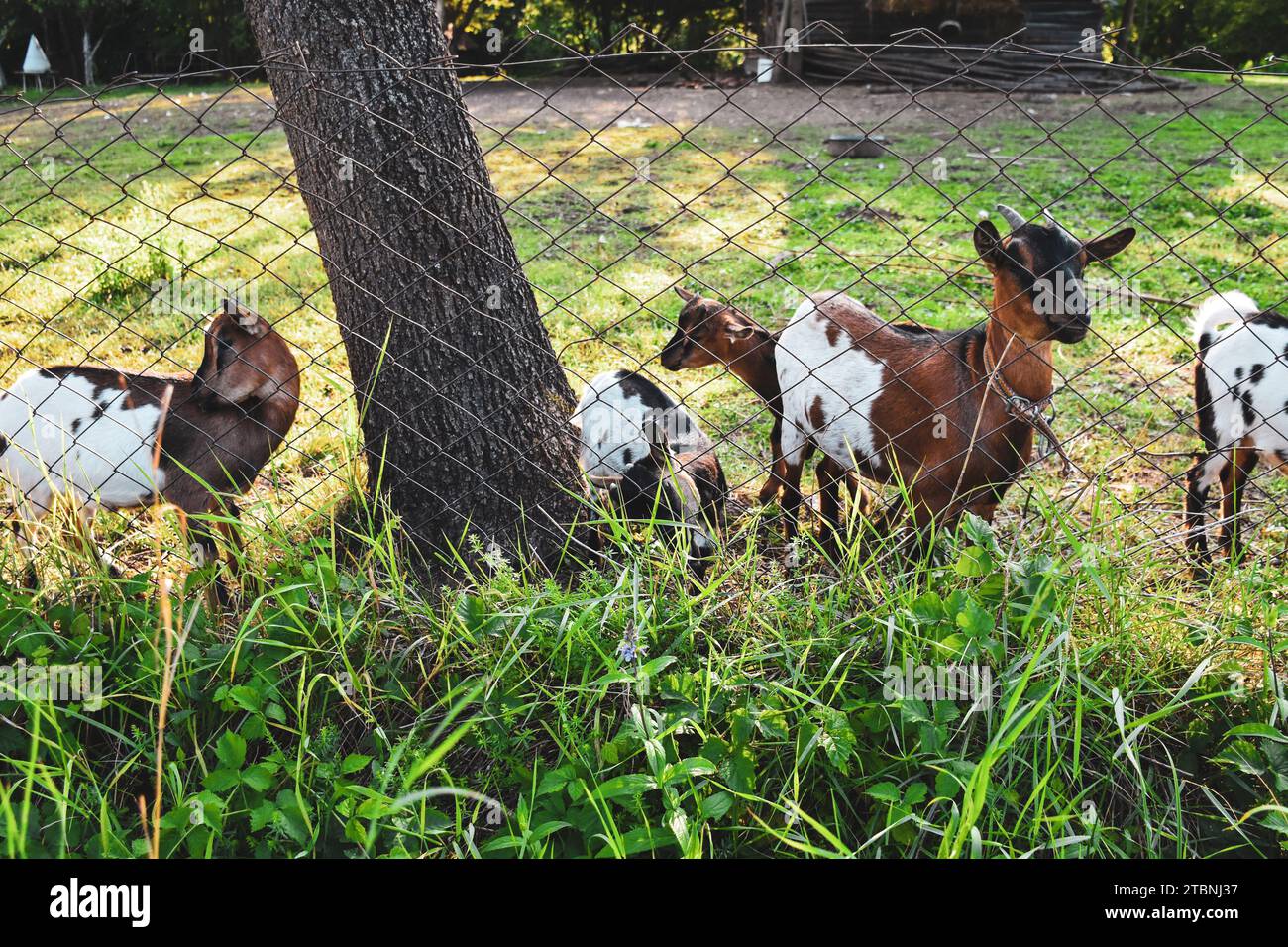 Goats. Country yard with goats. In the background, an old barn and a forest Stock Photo