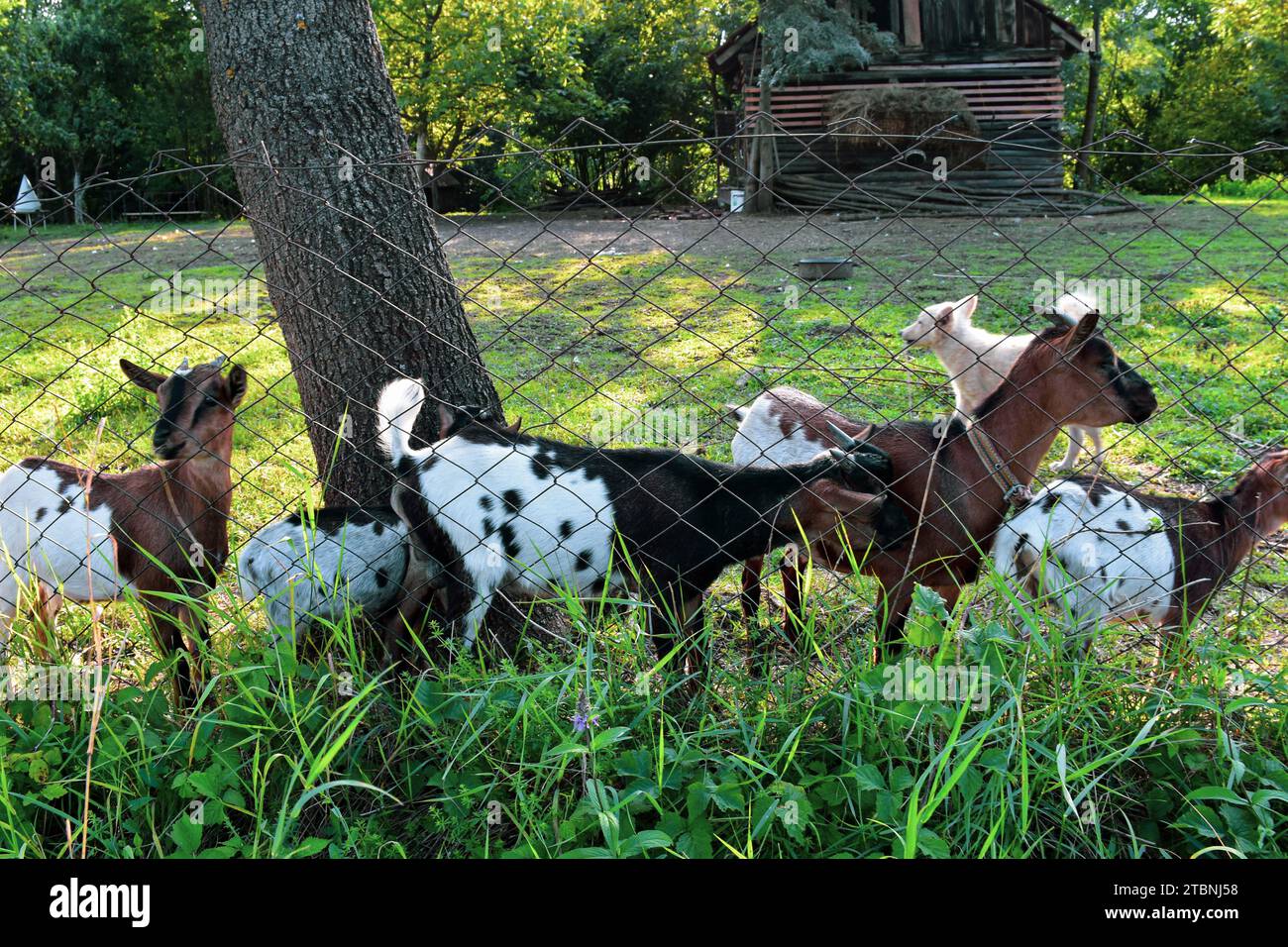 Goats and dog on a wire-fenced farm. Green grass in the background and the thick trunk of an old tree Stock Photo