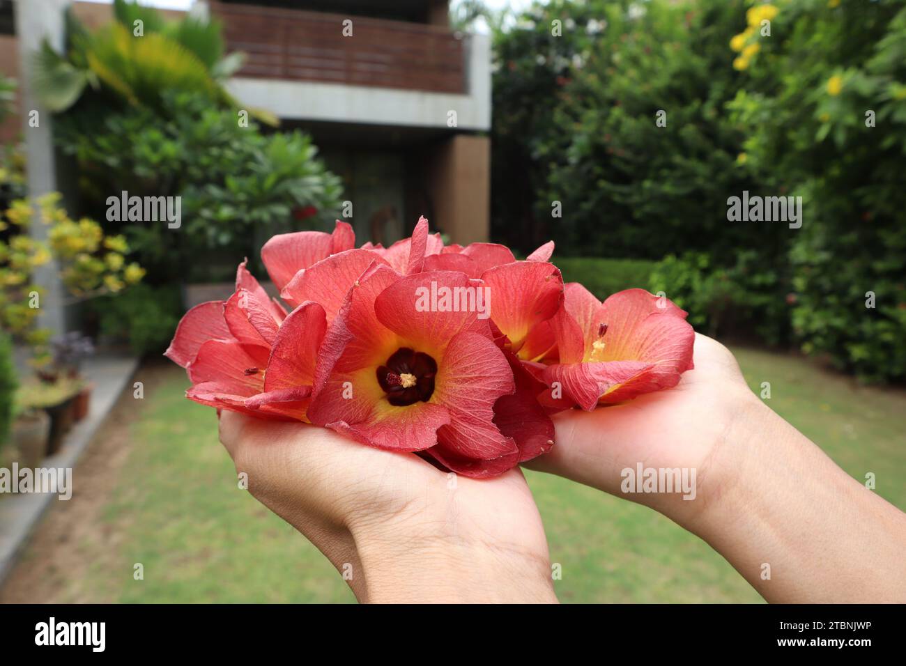 Female holding Beautiful Sea Hibiscus also known as hibiscus tiliaceus on green grass. Bright red shaded with yellow and orange petals coastal hibiscu Stock Photo