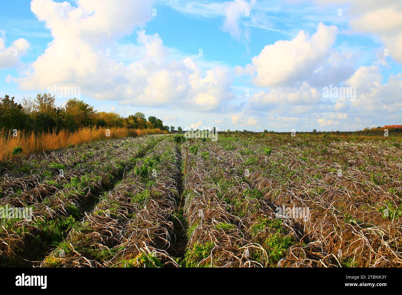 Desolate plain hi-res stock photography and images - Alamy