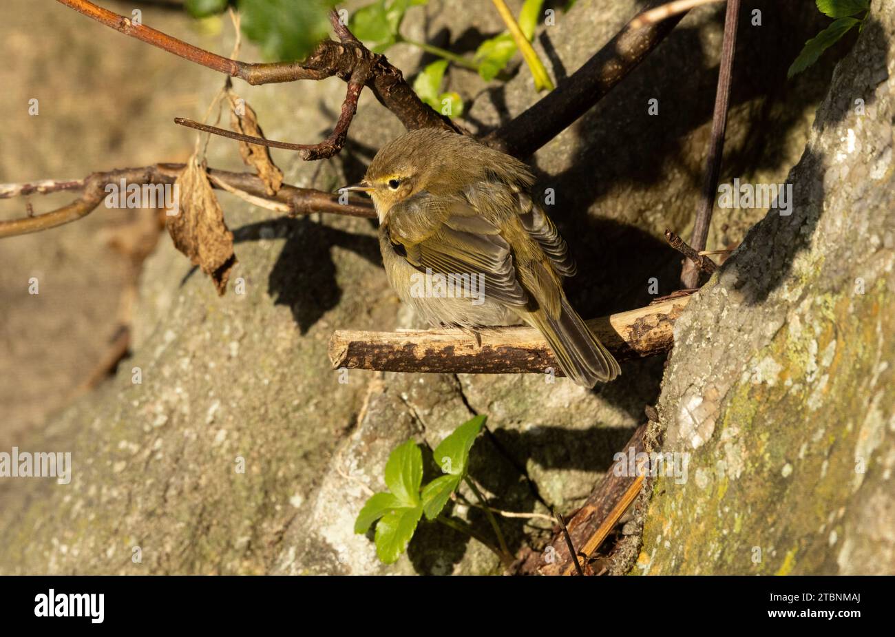 The Chiffchaff is a diminutive member of the warbler family. Most of the UK's population migrates to Africa but some birds remain year-round. Stock Photo