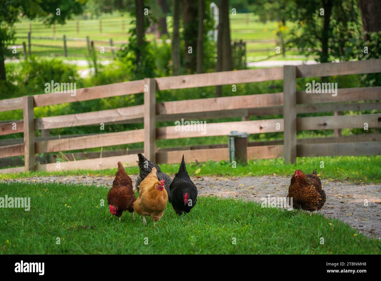 Free Range Chickens at Hale Farm Village, Cuyahoga Valley National Park
