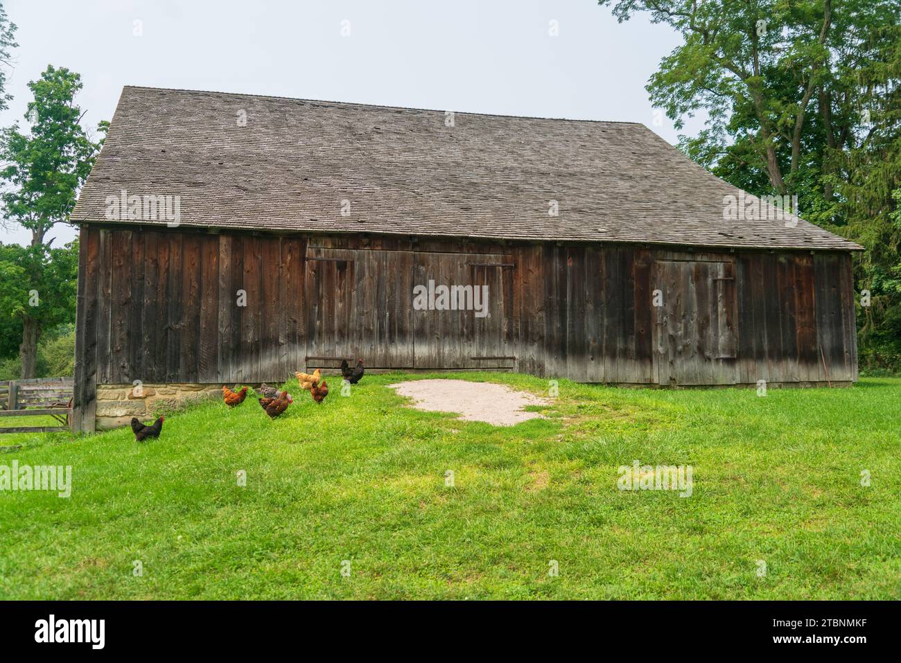 Free Range Chickens at Hale Farm Village, Cuyahoga Valley National Park