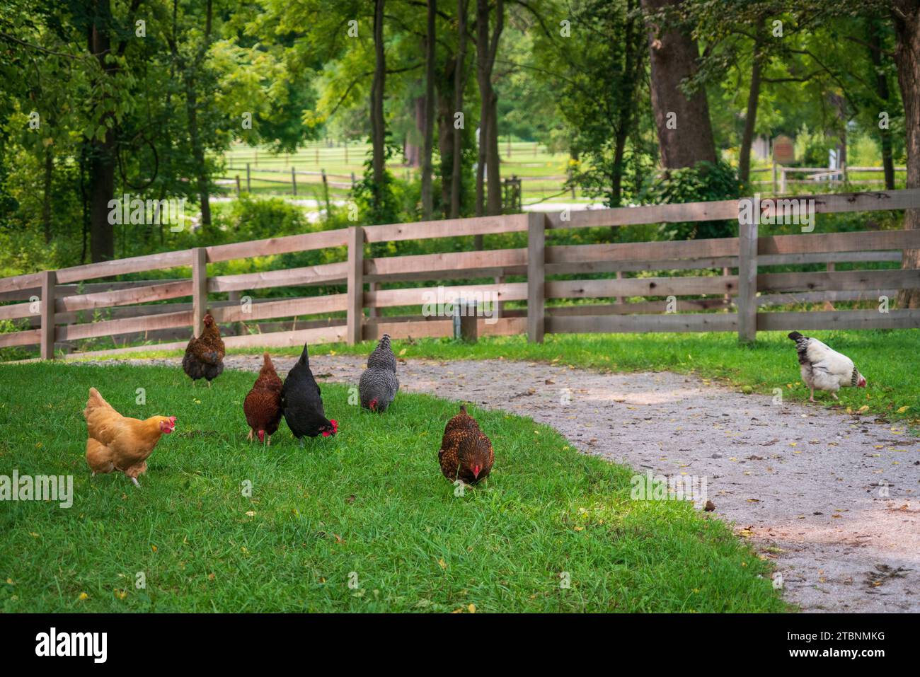 Free Range Chickens at Hale Farm Village, Cuyahoga Valley National Park