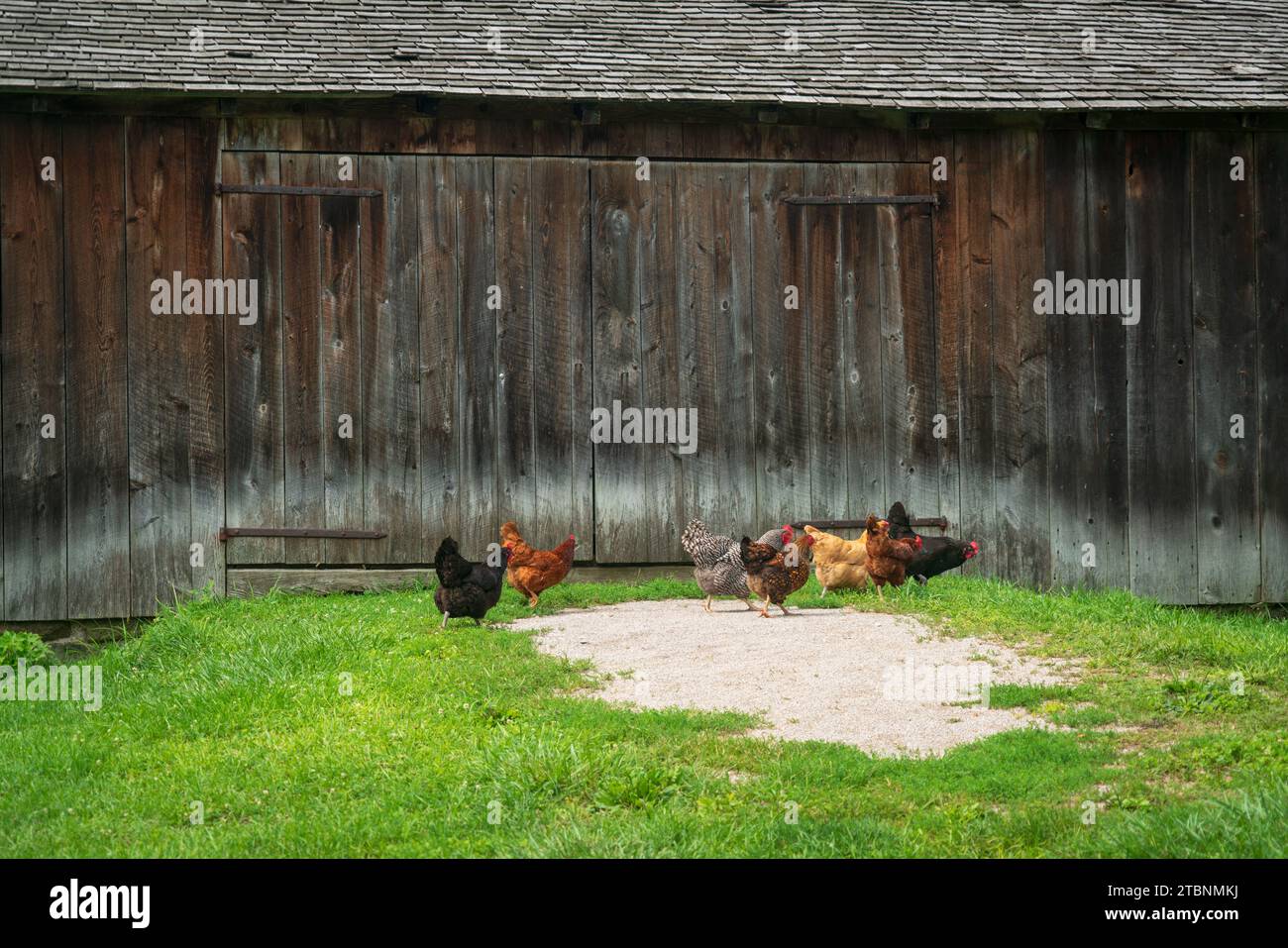 Free Range Chickens at Hale Farm Village, Cuyahoga Valley National Park