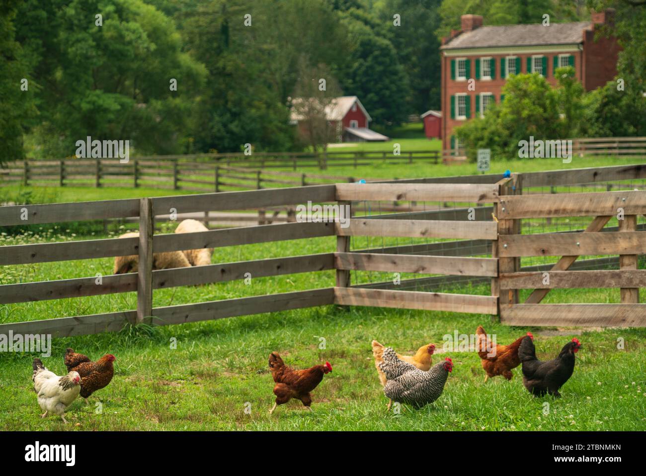 Free Range Chickens at Hale Farm Village, Cuyahoga Valley National Park