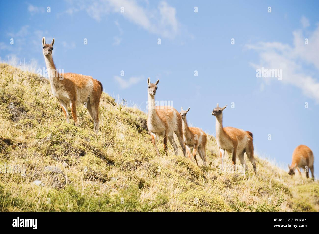 A herd of guanacos walking near the Rio Paine in Las Torres Del Paine National Park, Chile. Stock Photo