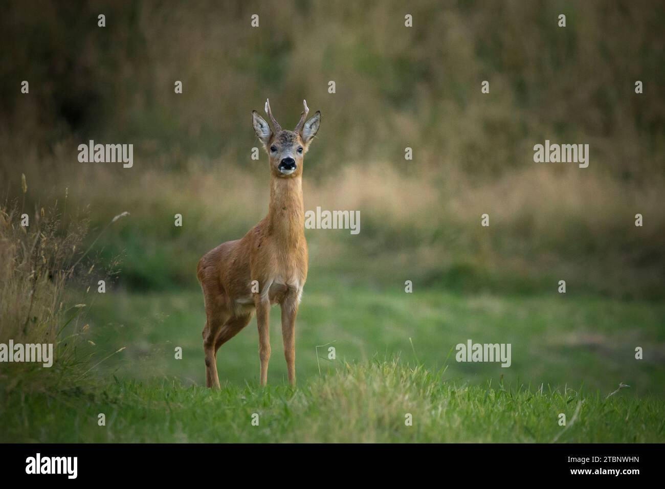 Roe deer spring woodland hi-res stock photography and images - Alamy