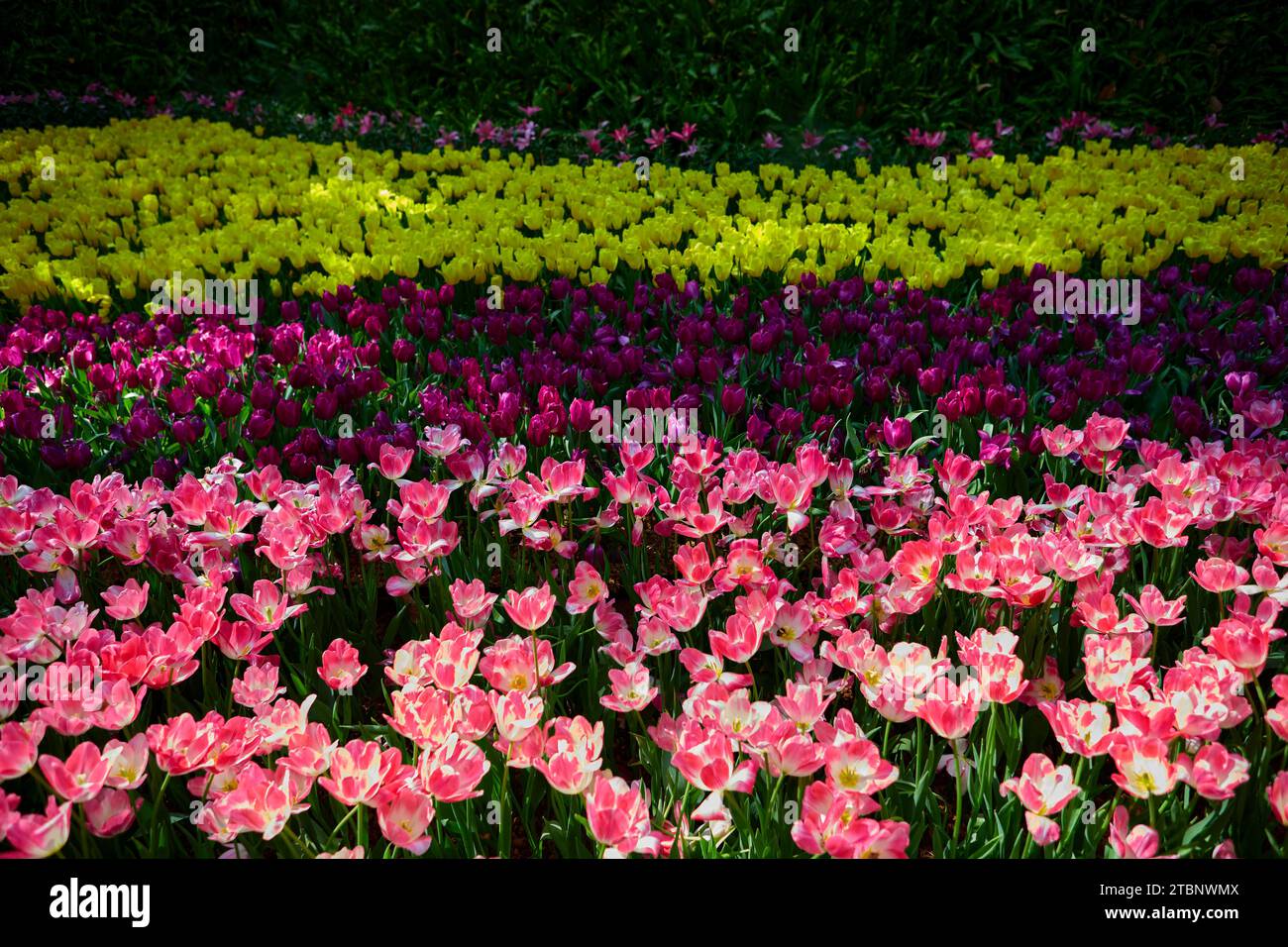 Tulip symbol spring in bloom hi-res stock photography and images - Alamy