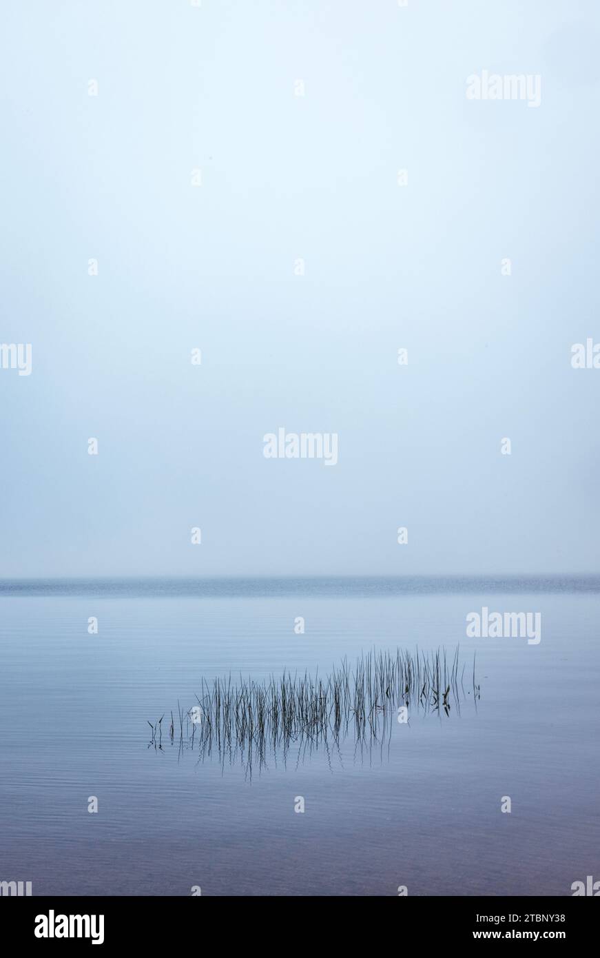 Minimalist image of grass in a pond or lake with fog and mist. Stock Photo