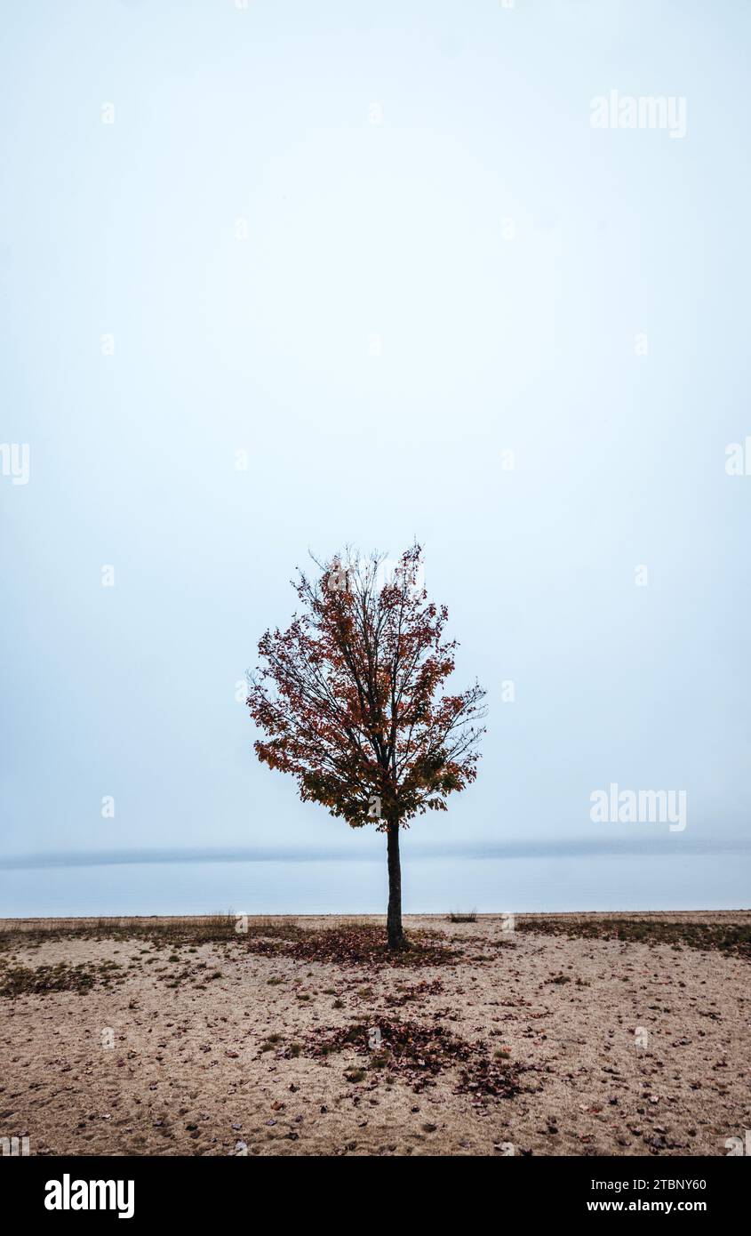 Lone tree stands on a beach in fog and mist on Donnell Pond, maine Stock Photo