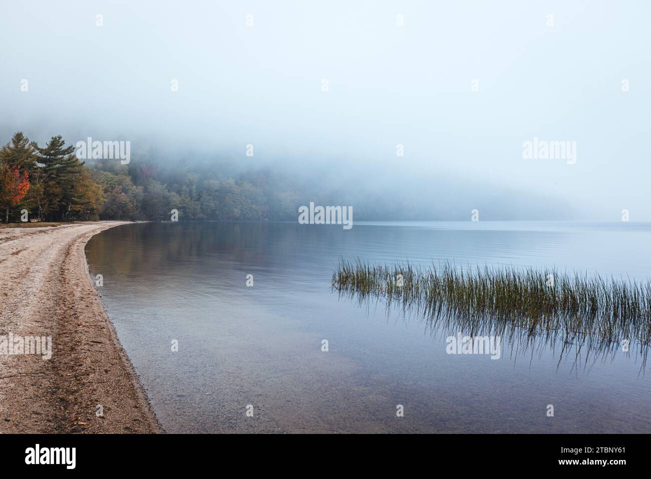 Sandy beach and grassy pond in fog and mist, Donnell Pond, Maine Stock Photo