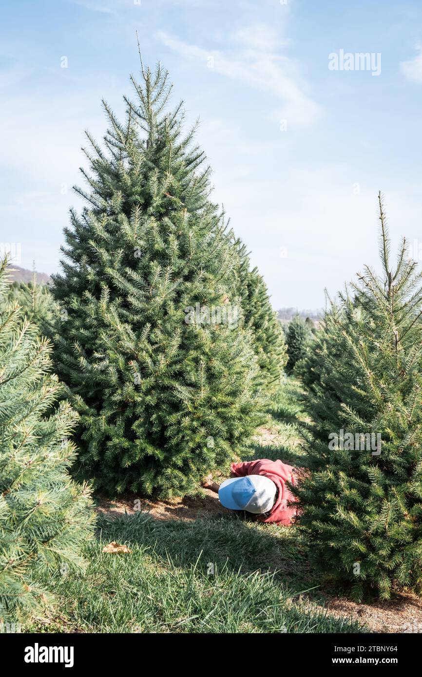 Rows of evergreen trees at a Christmas tree farm Stock Photo Alamy