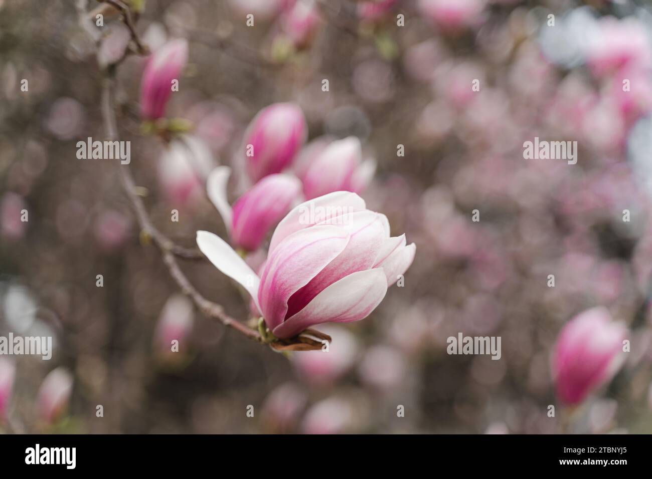 Blooming Magnolia bud, spring bloom in the park Stock Photo