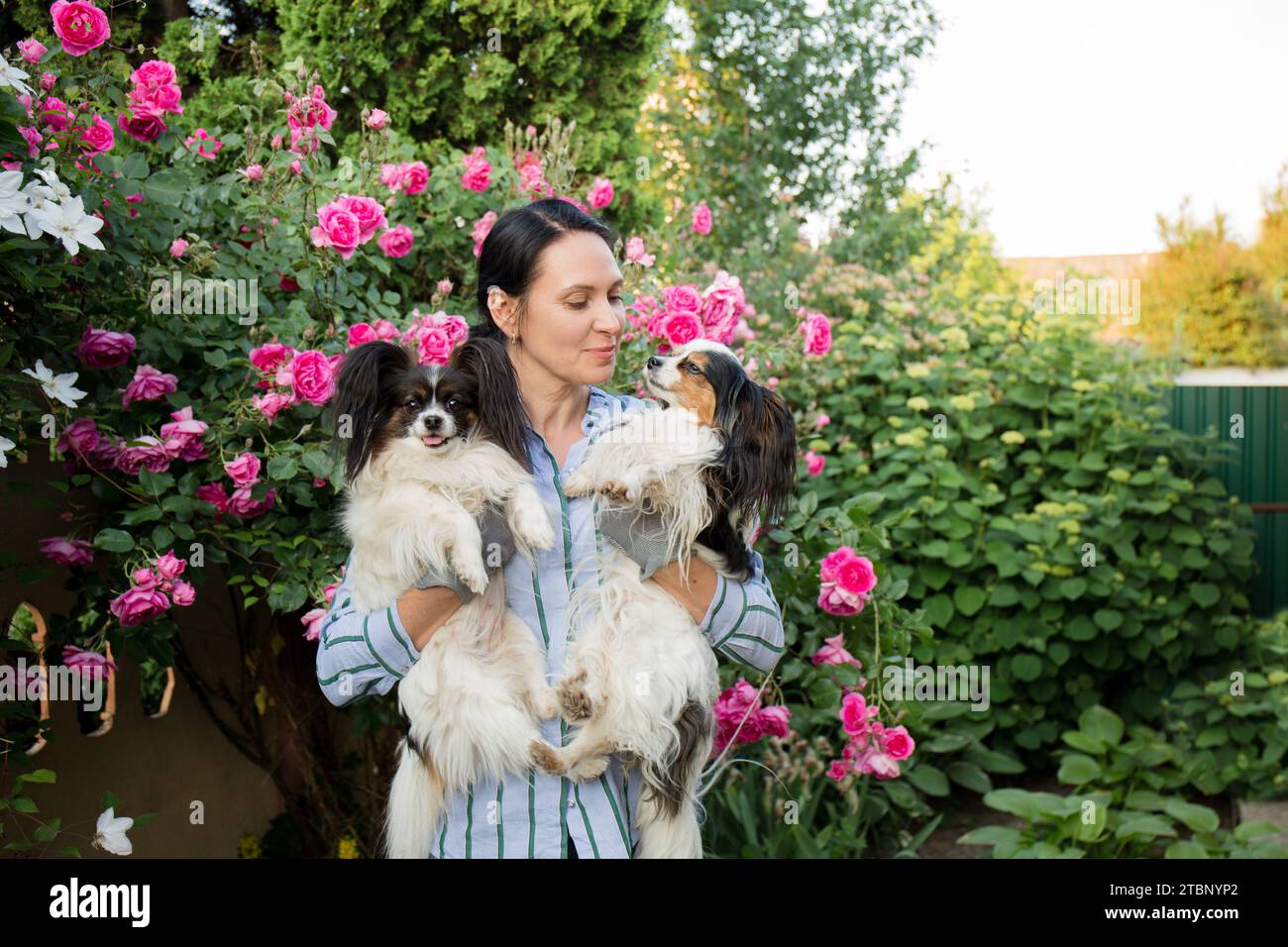 A woman with her two Papillon dogs Stock Photo