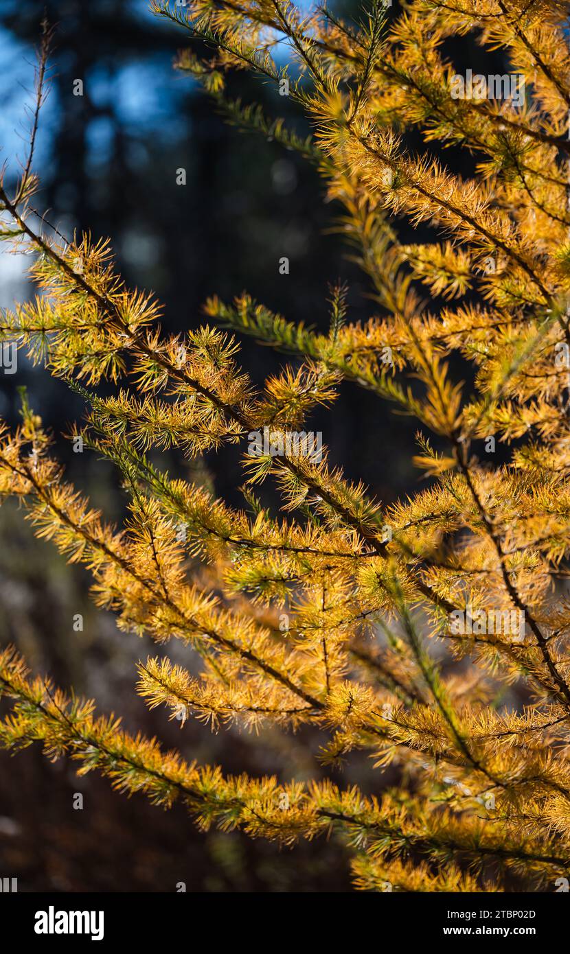 Close up of larch tree branches hi-res stock photography and images - Alamy