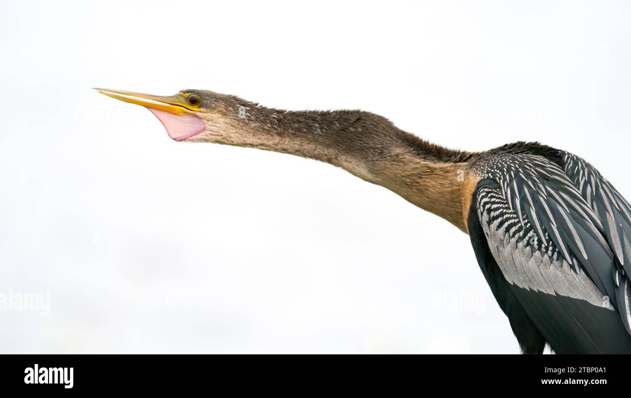 Giving a warning hi-res stock photography and images - Alamy