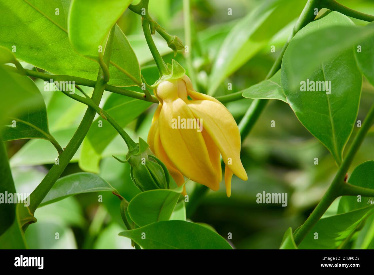 Close-up view of climbing ylang-ylang flower blooming on tree branch Stock Photo