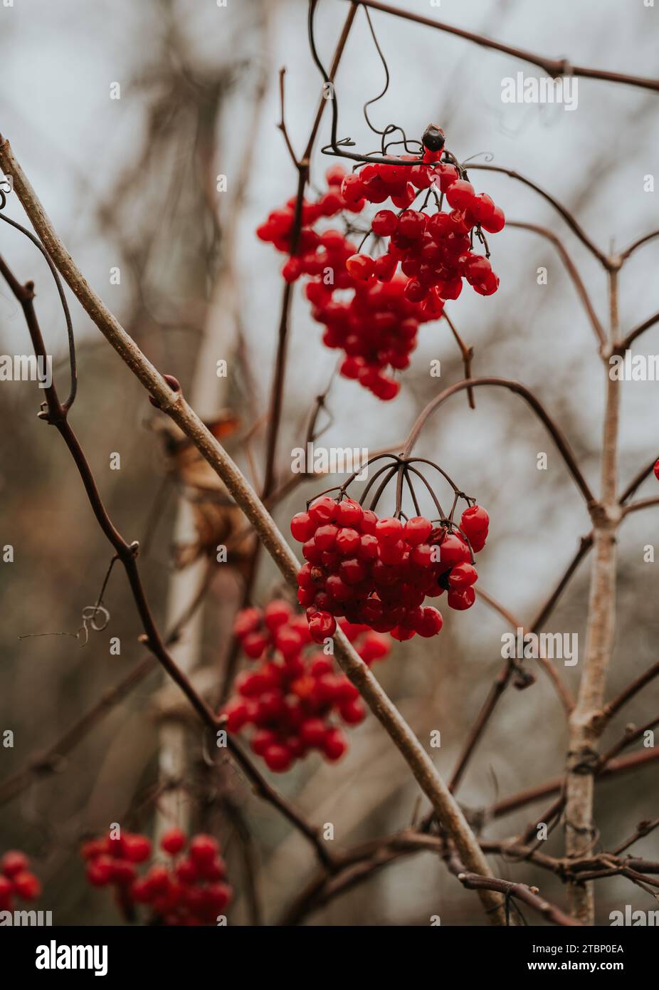 Bunches of bright red viburnum opulus berries in winter. Stock Photo