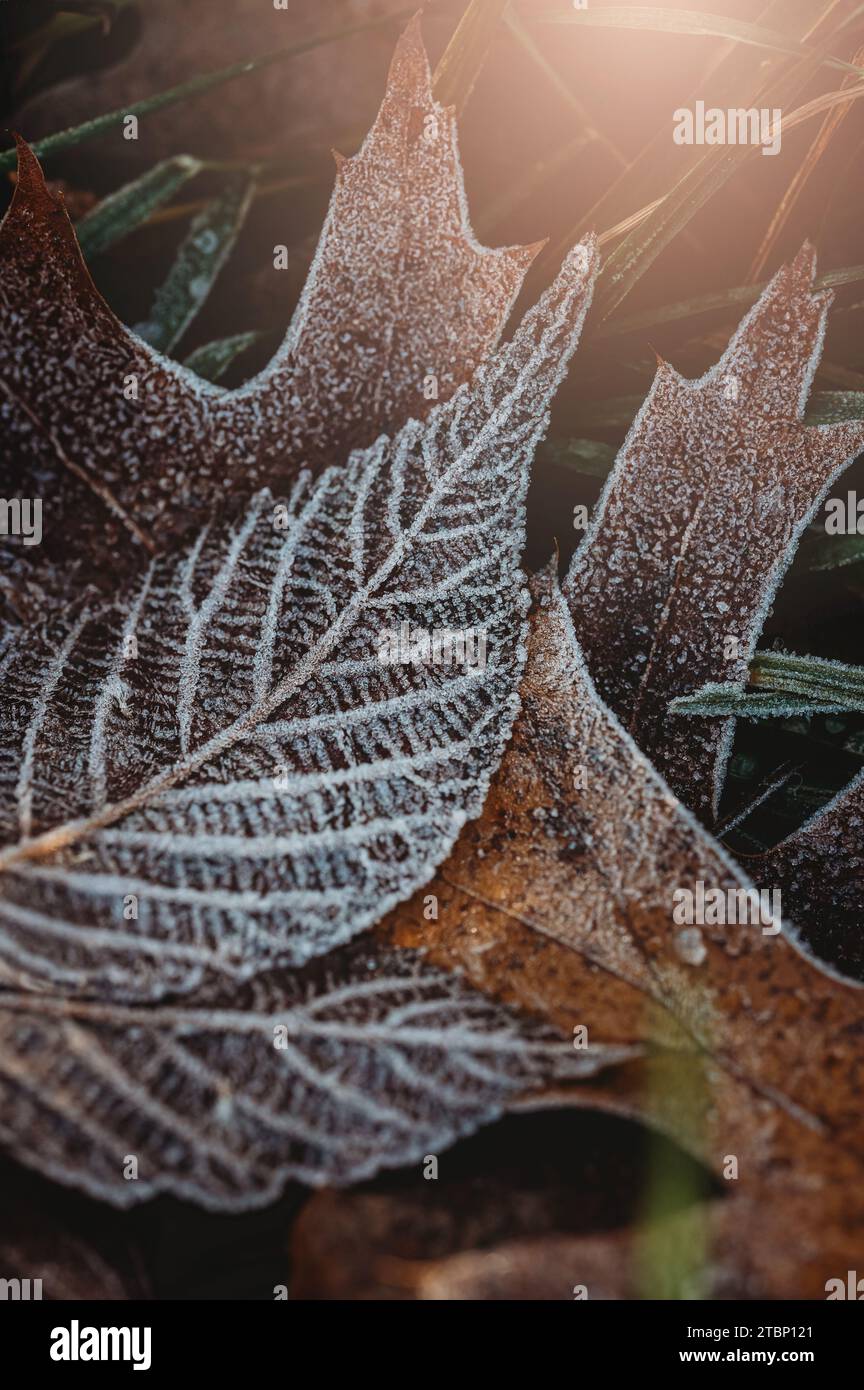 Close up of frost covered leaves on ground covered on wintery day Stock ...