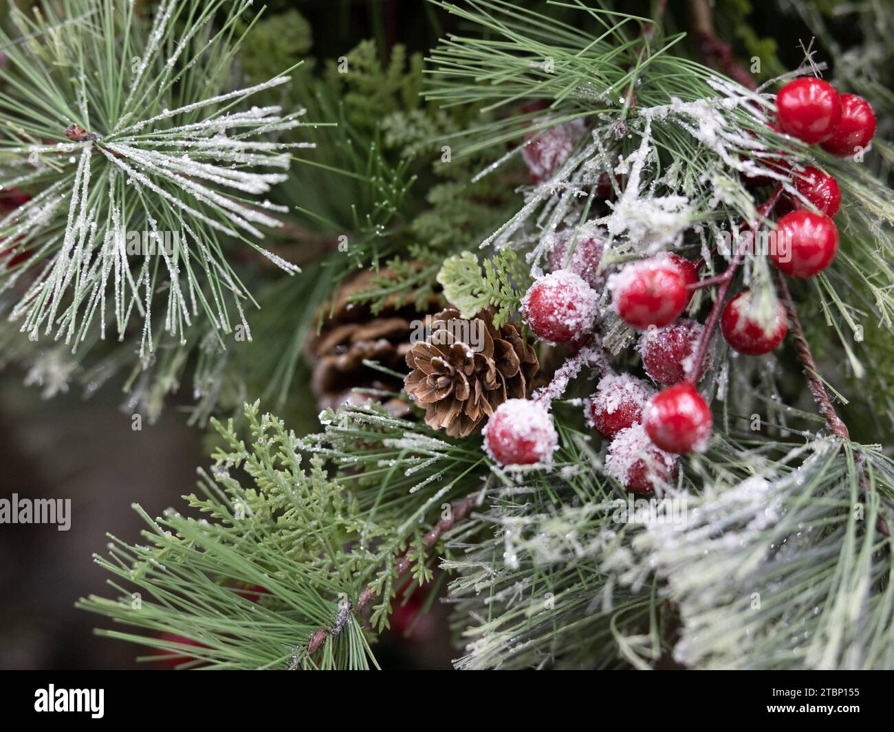 Christmas Tree Close Up Snow Pine Cone Berries Stock Photo Alamy