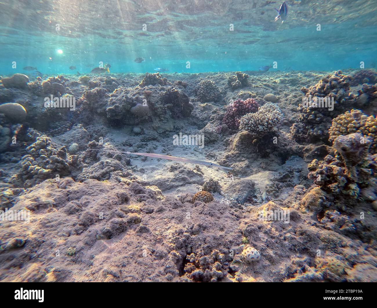 Bluespotted cornet fish hi-res stock photography and images - Alamy