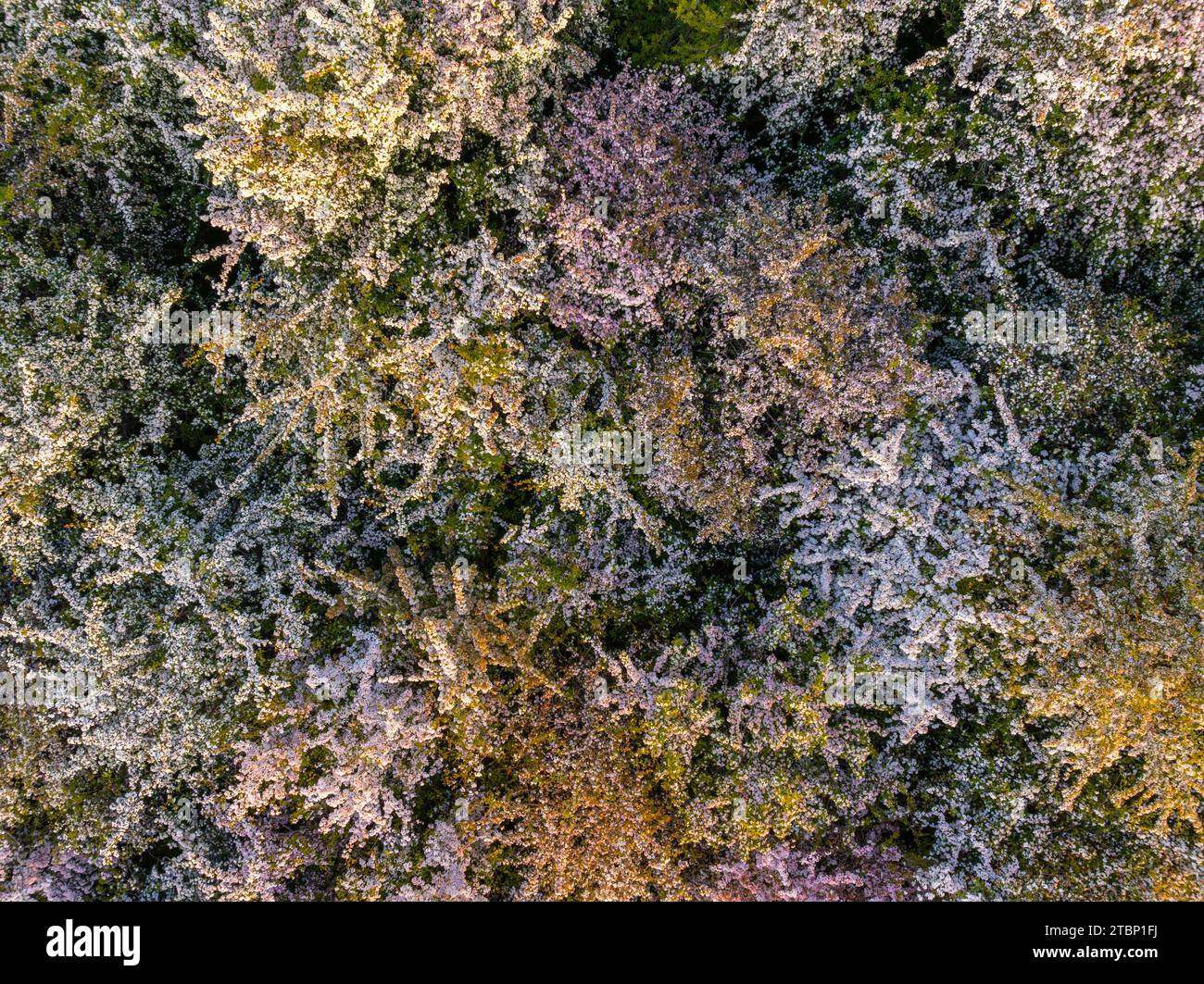 Aerial view of Hawthorn Trees in blossom, Dartmoor National Park, Devon, England.  Summer (Summer) 2023. Stock Photo