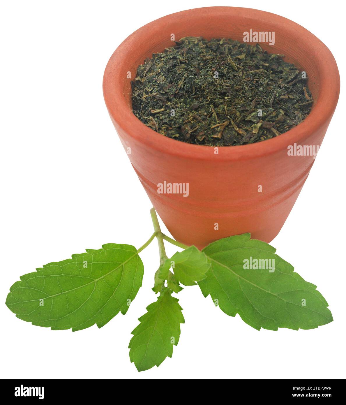 Medicinal holy basil or tulsi leaves fresh and crushed Stock Photo