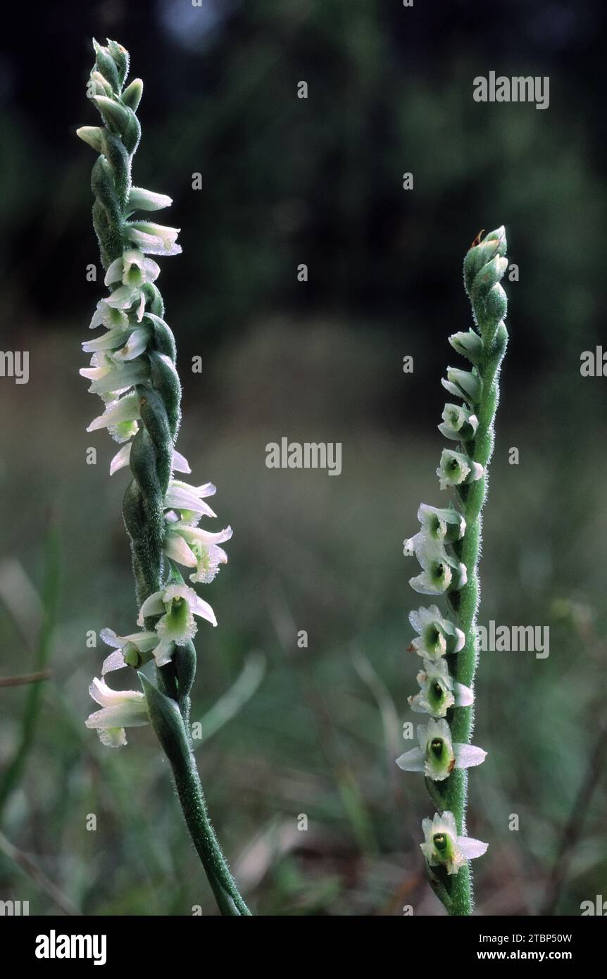 Autumn lady's-tresses (Spiranthes spiralis), Orchidaceae. Wild european orchid. rare plant. Italy, Tuscany. Stock Photo