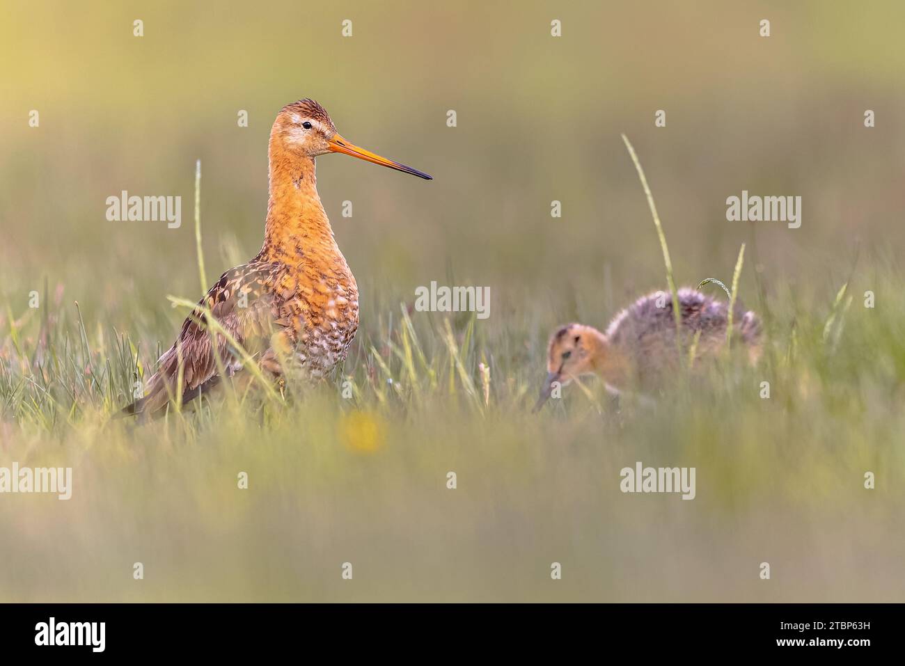 Black-tailed Godwit (Limosa limosa) wader bird in field with chick. Hatchlings of meadow bird forage for their own food. Parents are guarding. Wildlif Stock Photo