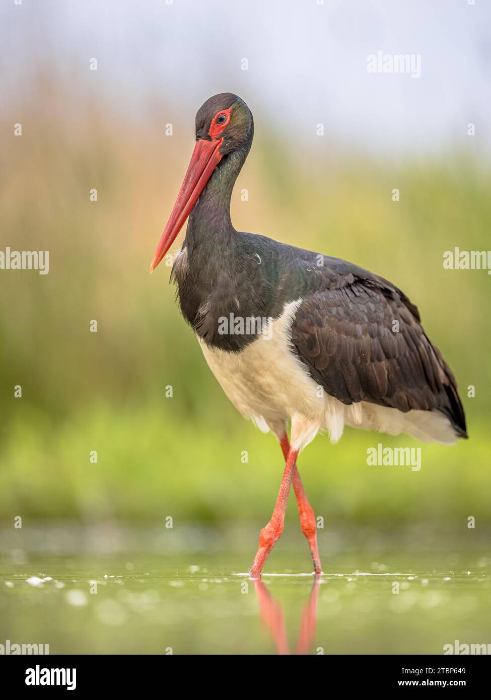 Black stork (Ciconia nigra) looking for food in shallow water of natural habitat. Hungary. Wildlife scene of nature in Europe. Stock Photo