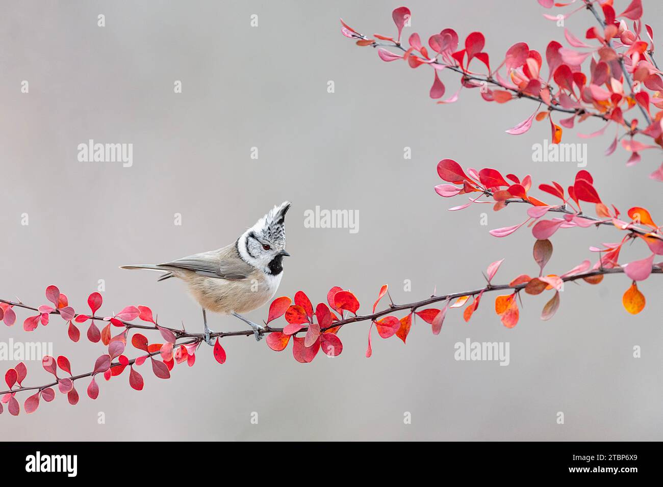 Perched on shrub in the autumn season, the beautiful Crested tit (Lophophanes cristatus) Stock Photo