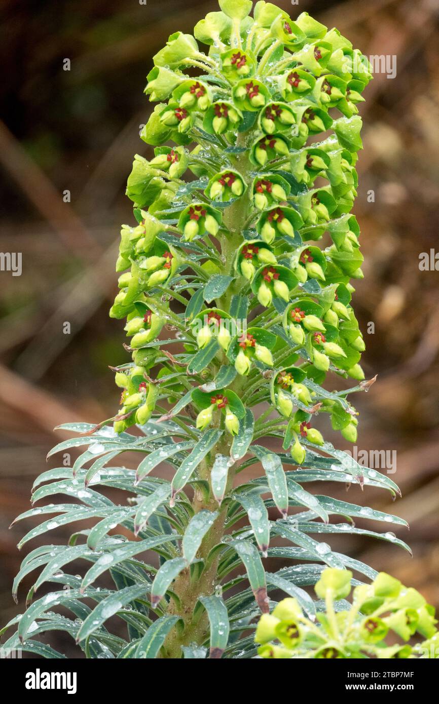 Mediterranean Spurge Euphorbia characias subsp. wulfenii 'Shorty' Stock Photo