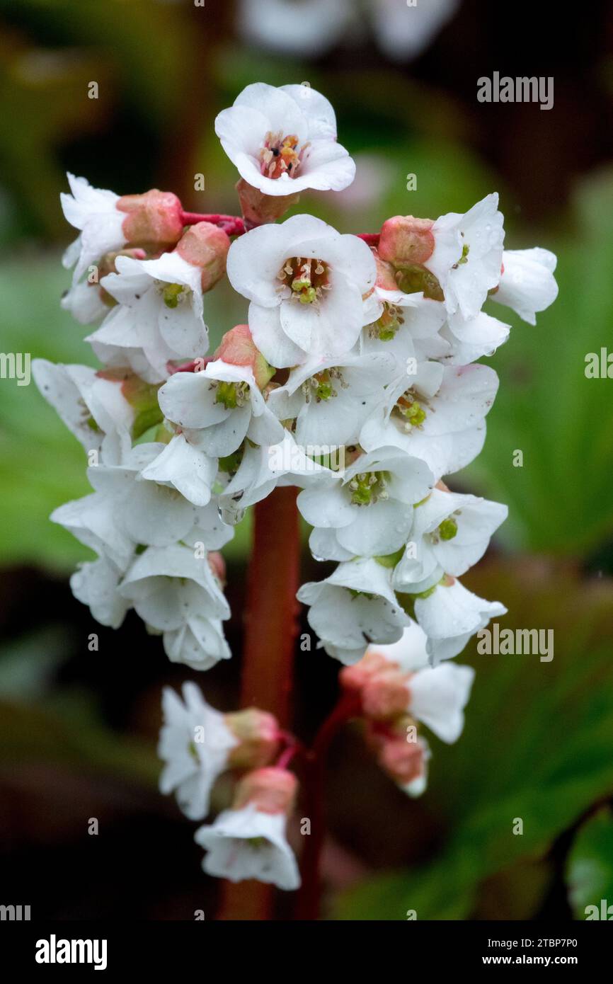 Cultivar 'Bressingham White' of Bergenia, Flower, Bergenia 'Bressingham White' Stock Photo