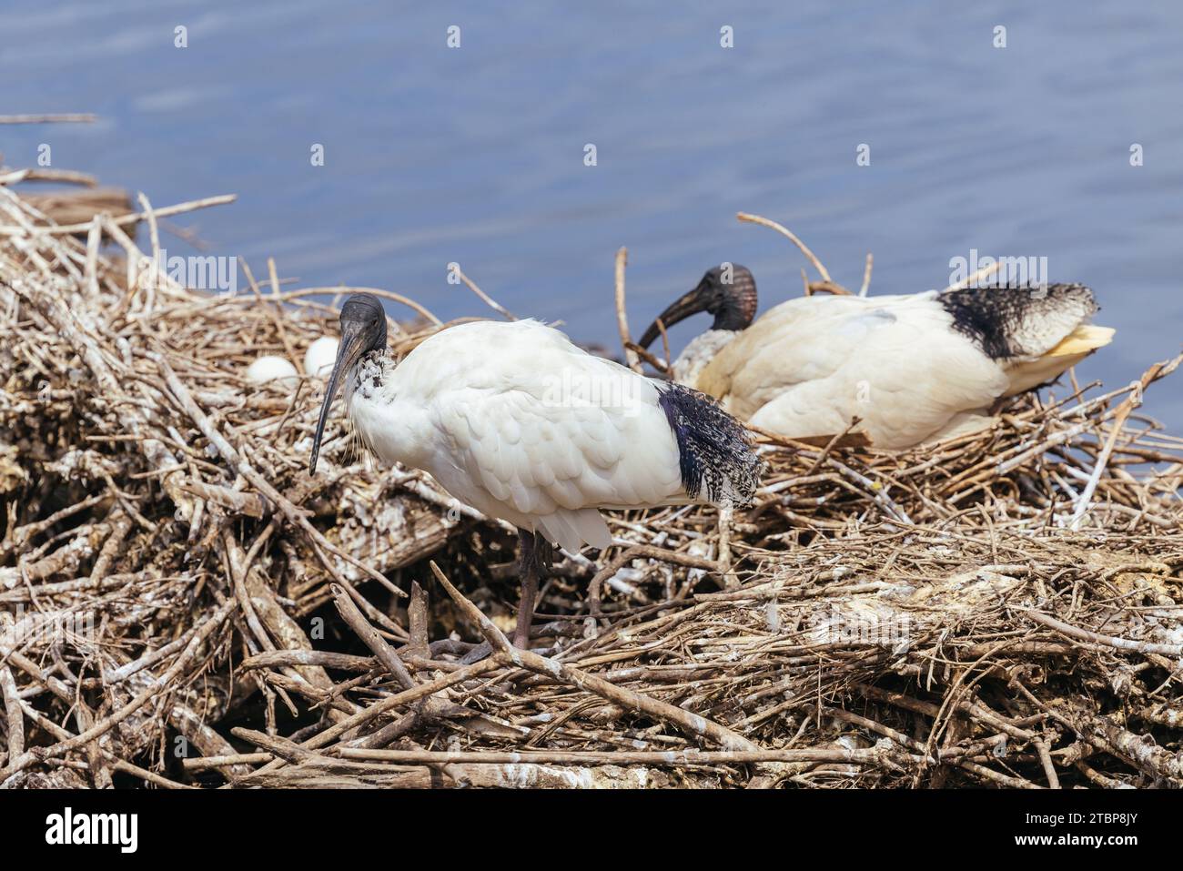 Australian White Ibis and nesting grounds at Coolart Wetlands and Homestead in Somers on a hot spring day on the Mornington Peninsula, Victoria, Austr Stock Photo