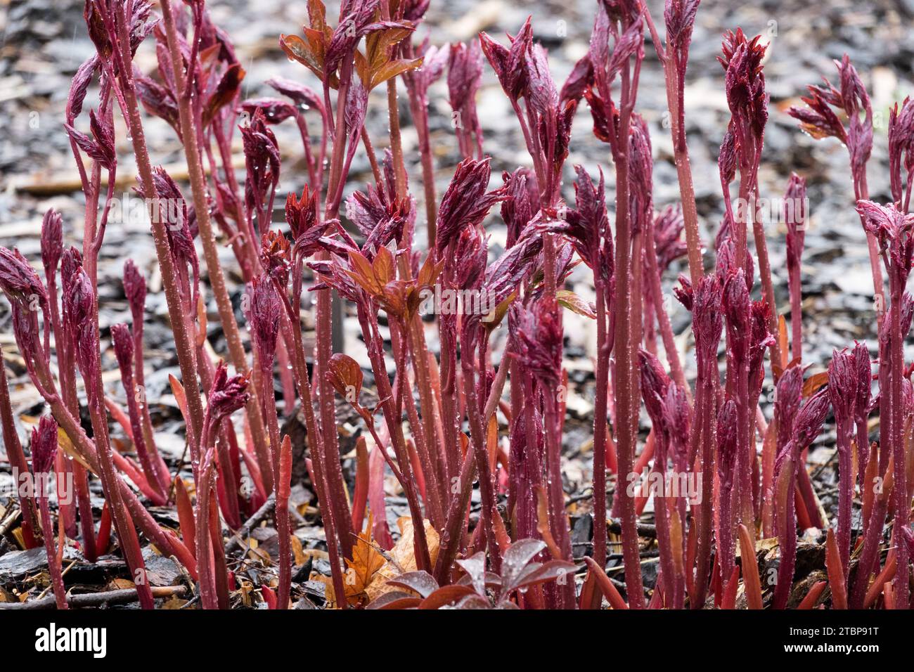 New, red, stems, Shoots, Paeonia, Sprouts, Peonies, Garden, Peony, Spring, Plant Stock Photo