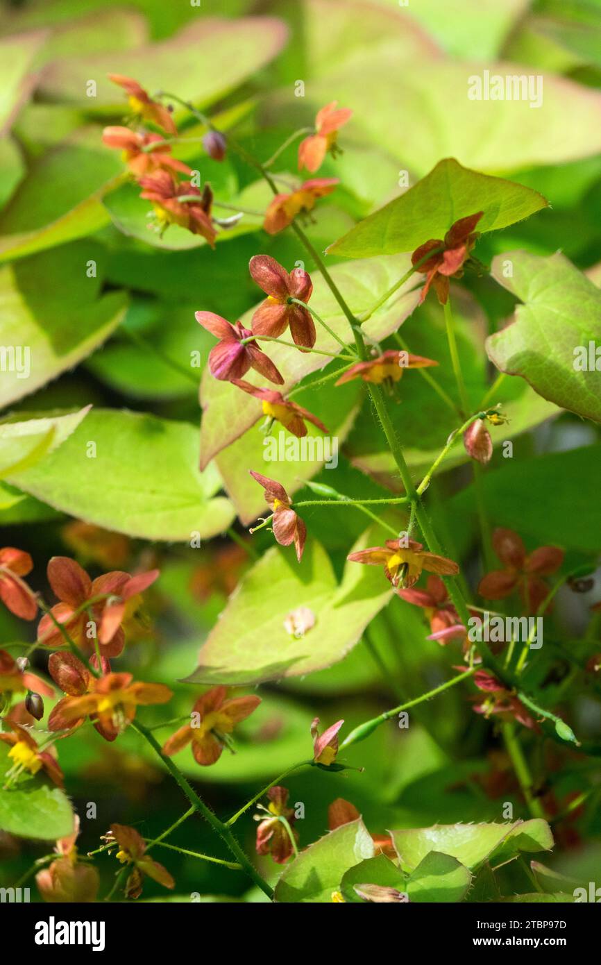Epimediums, Barrenwort, Epimedium warleyense, Orange, flowering, Warley Epimedium, Spring, Plant, Blooming Stock Photo