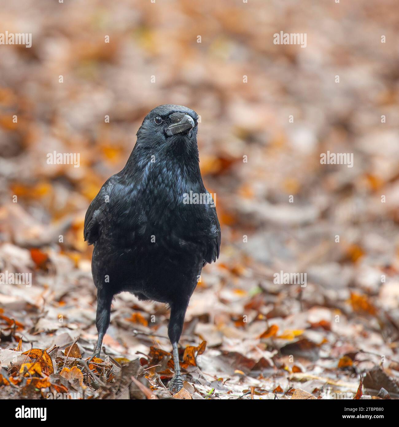 Kidderminster, UK. 8th December, 2023. UK weather: Crowing about a spot of rare sunshine on an otherwise dull, overcast and wet day. Credit: Lee Hudson/Alamy Live News Stock Photo