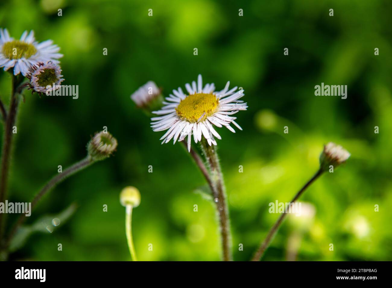 Daisy Fleabane with tiny water droplets on delicate petals Stock Photo