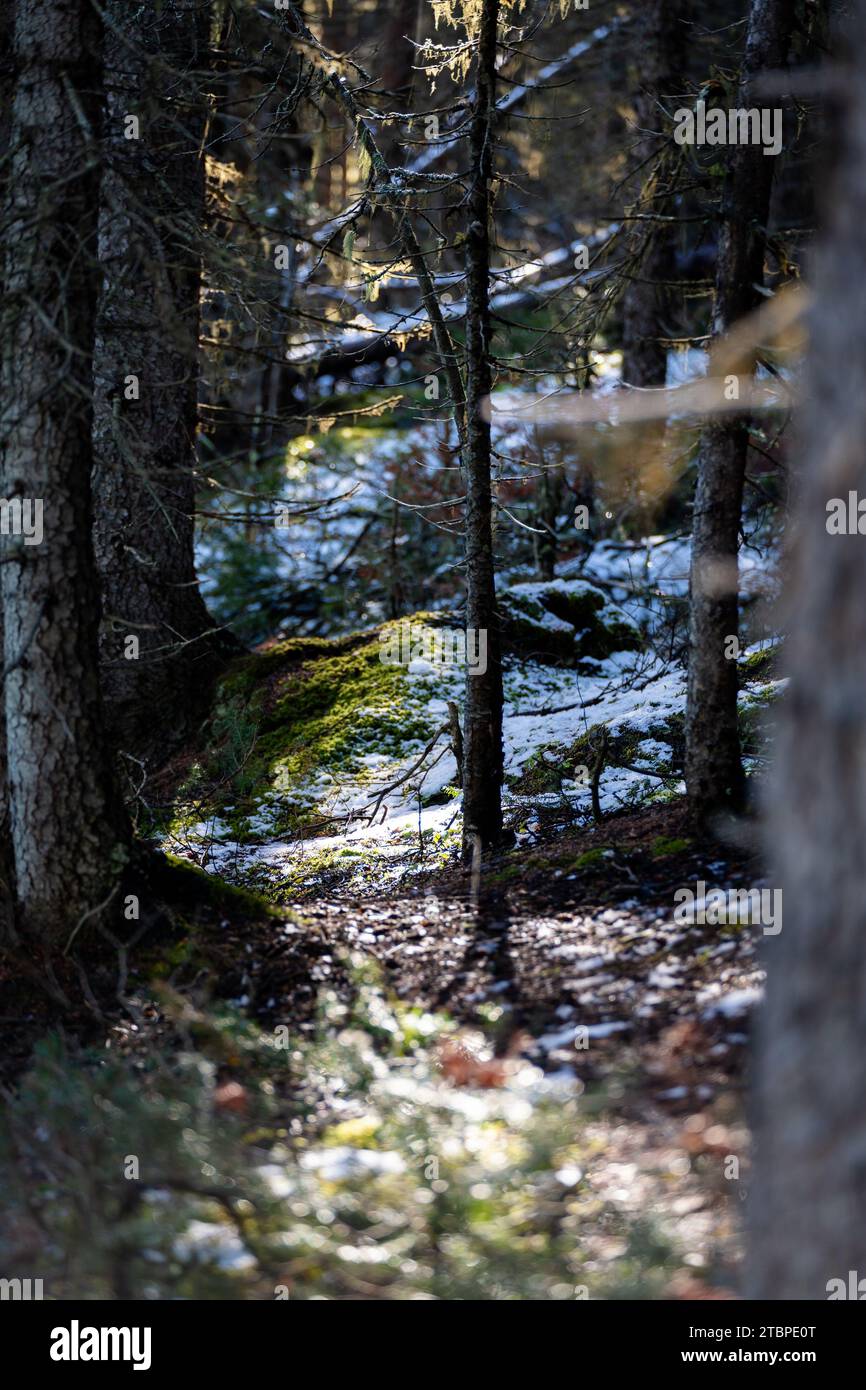 Light shining through pine forest hi-res stock photography and images ...
