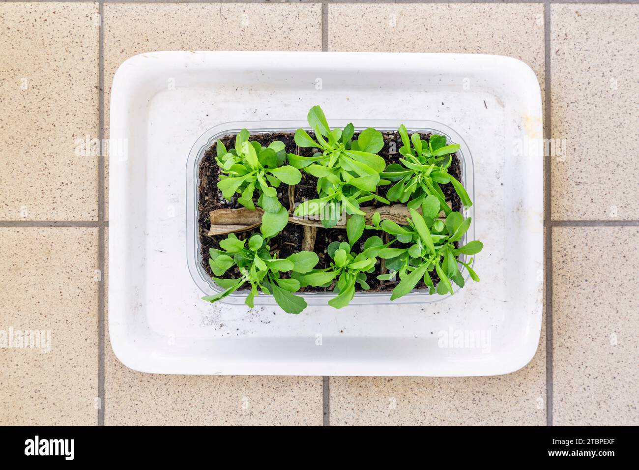 Bedding plant container hi-res stock photography and images - Alamy