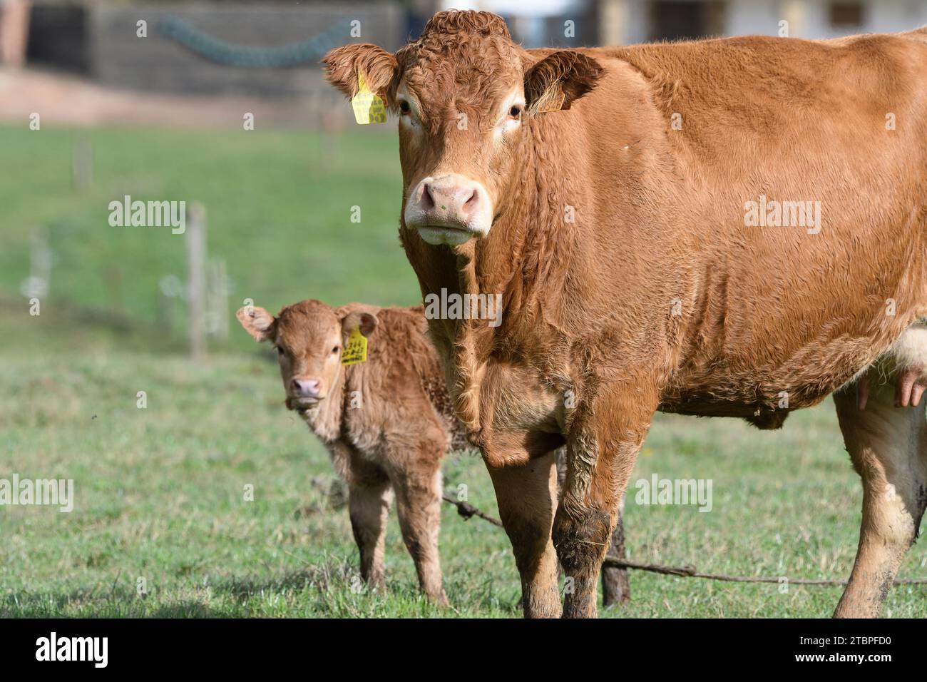 Closeup of a cow with her calf Stock Photo - Alamy