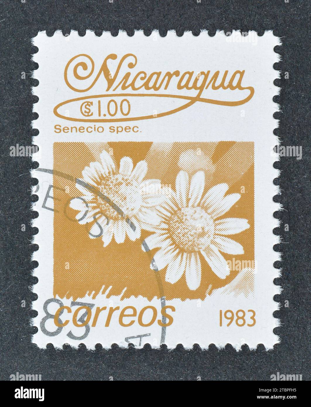 Cancelled postage stamp printed by Nicaragua, that shows Senecio sp., circa 1983. Stock Photo