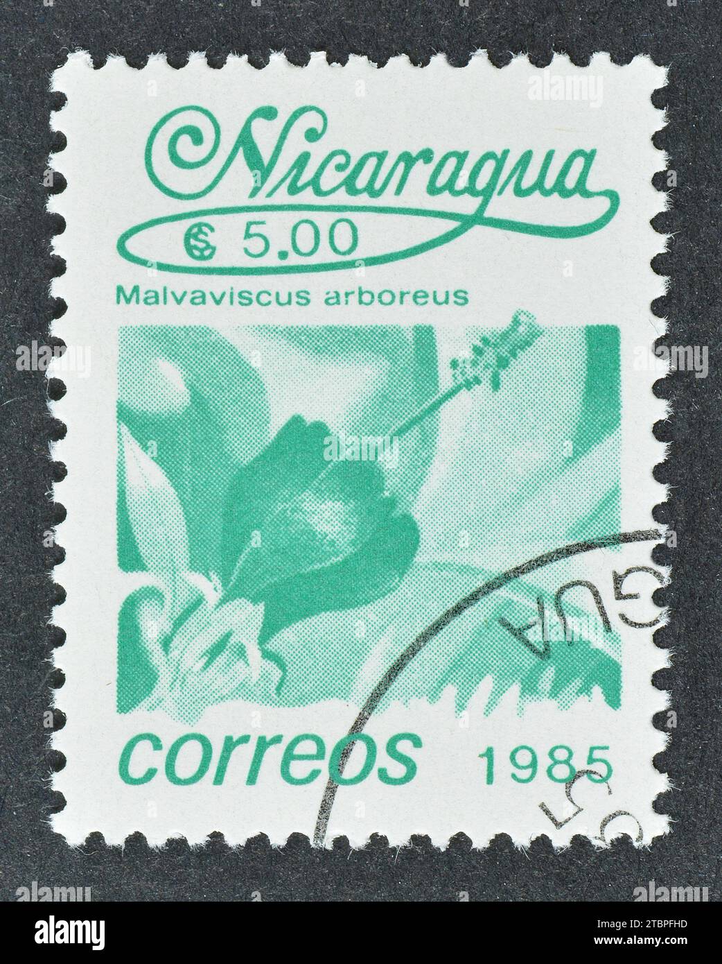 Cancelled postage stamp printed by Nicaragua, that shows Malvaviscus arboreus, circa 1983. Stock Photo
