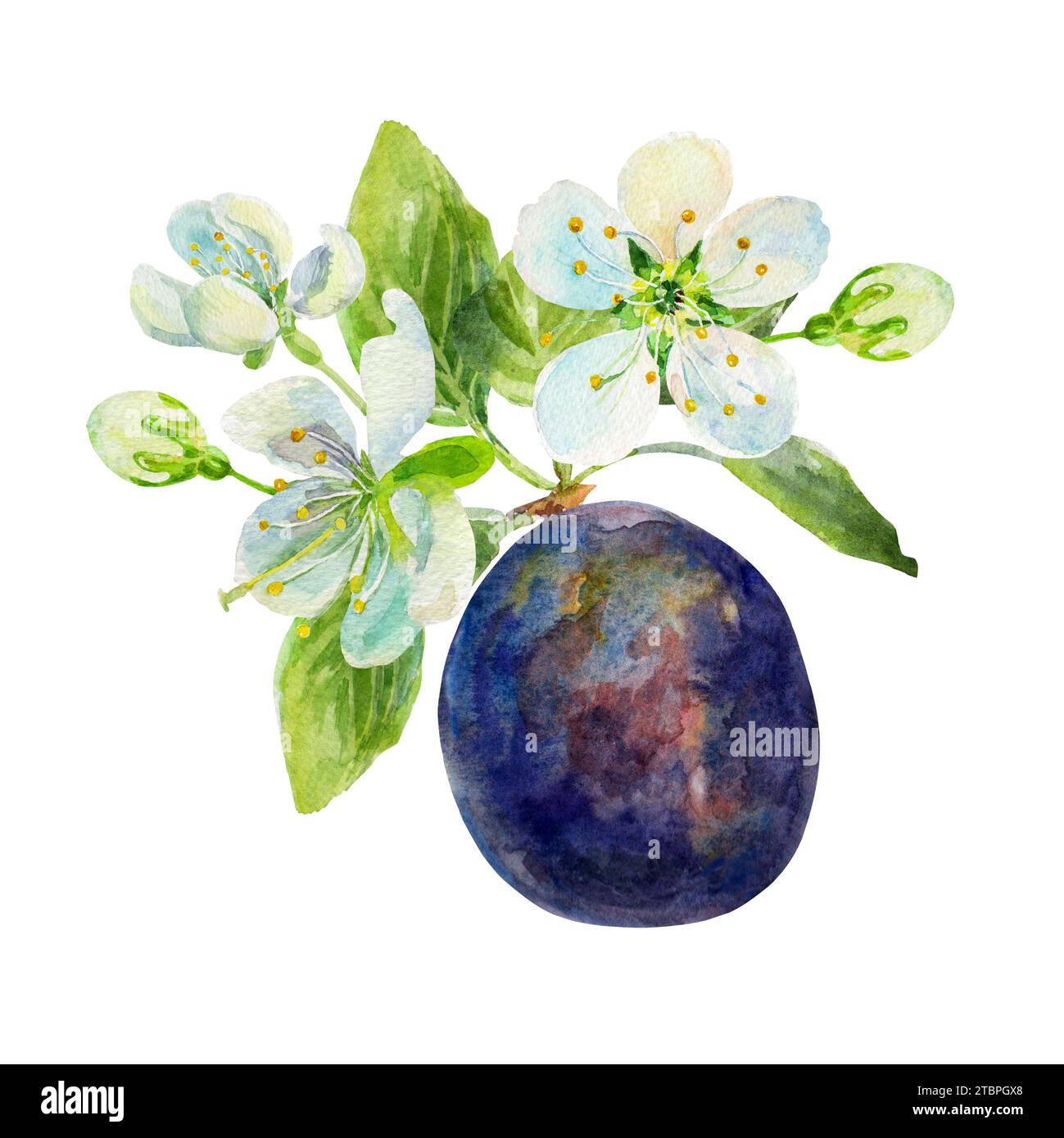 The branch of the plums with leaves and flowers on an isolated on a ...