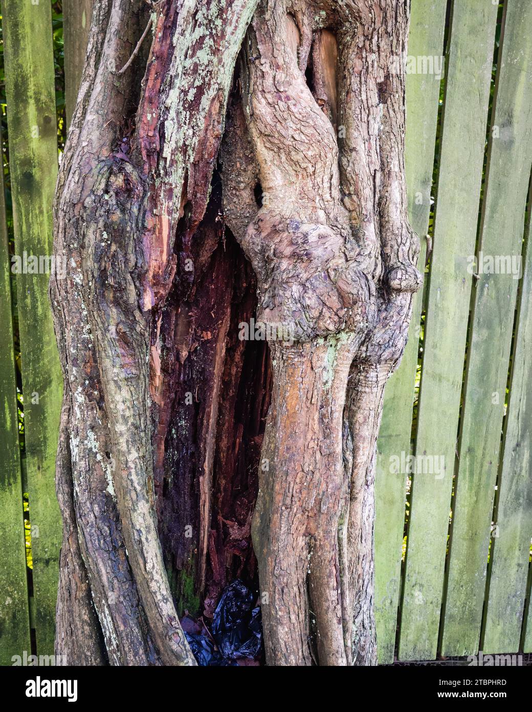 Decaying tree at Jumbles reservoir Stock Photo - Alamy