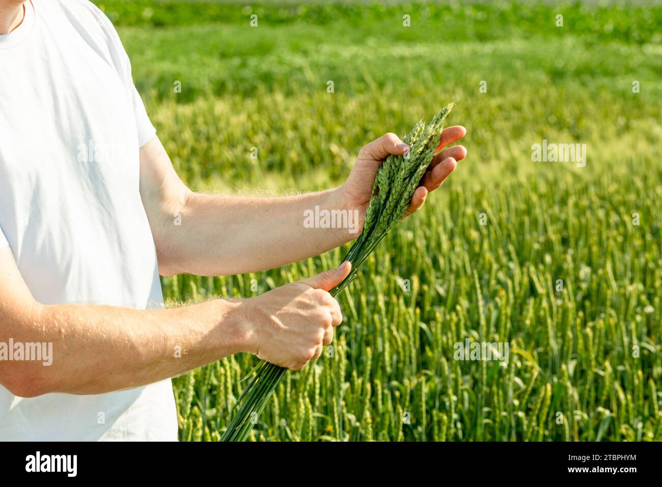Farmer in field touching his wheat ears Stock Photo - Alamy